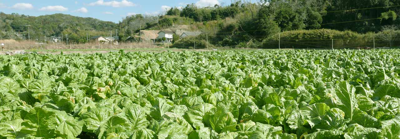 ザーサイの収穫体験