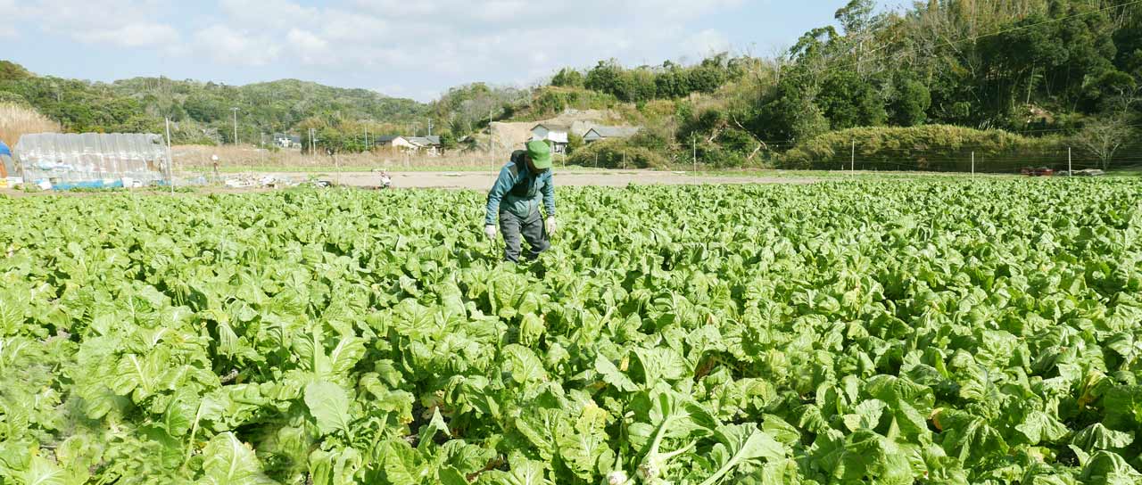 ザーサイの収穫