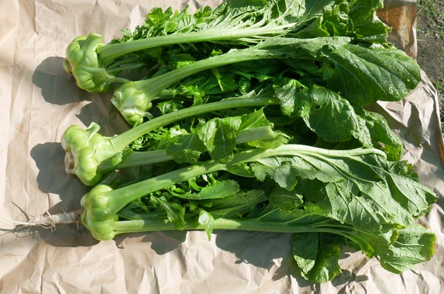 ザーサイの根と葉