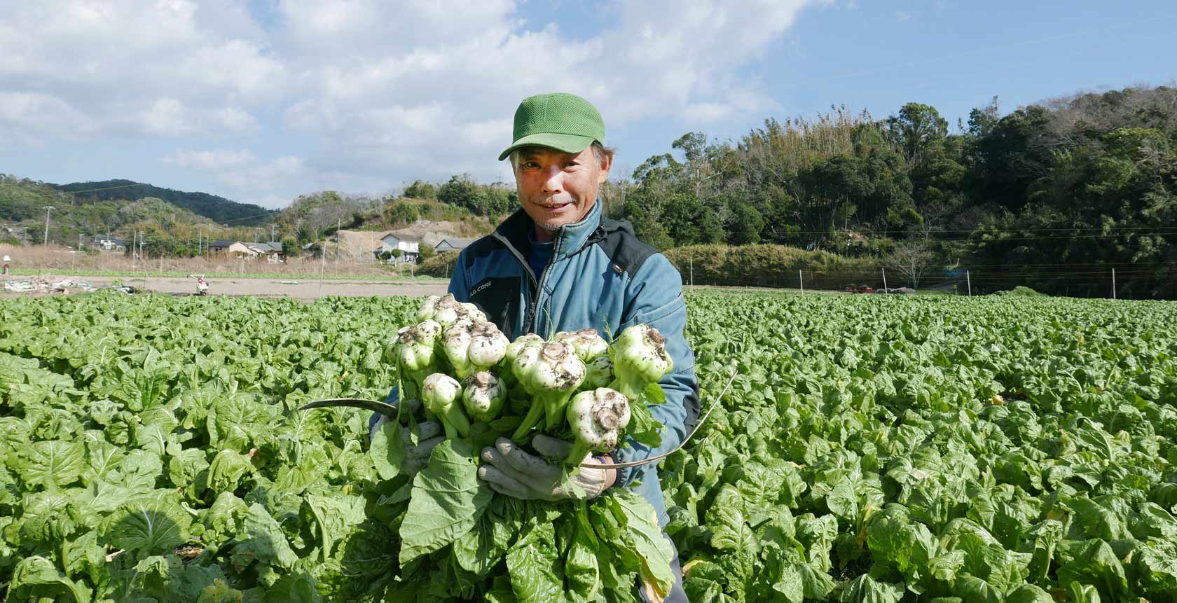 ザーサイを収穫する中西さん